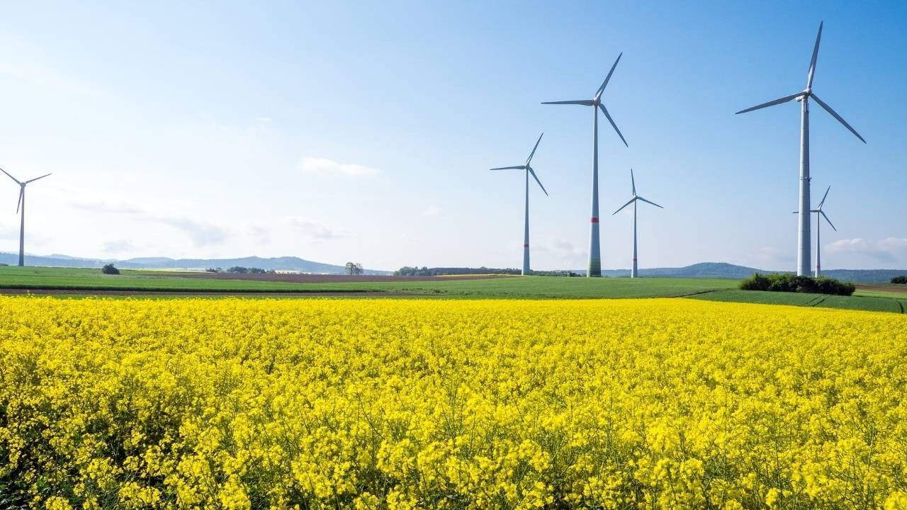 Rape seed field with wind turbines 