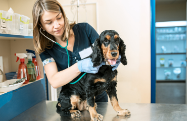 Female vet checking the heart rate of a sausage dog