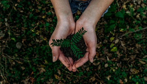 Person holding dirt in their hands with a weed